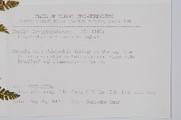 尖葉耳蕨藏品圖，第2張