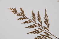 威氏鐵角蕨藏品圖，第4張