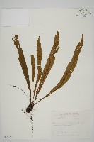 劍葉鐵角蕨、箭葉鐵角蕨藏品圖，第1張