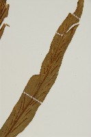 劍葉鐵角蕨、箭葉鐵角蕨藏品圖，第3張