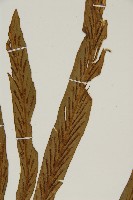 劍葉鐵角蕨、箭葉鐵角蕨藏品圖，第4張