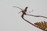 雉尾烏毛蕨藏品圖，第3張