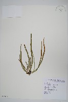 姬書帶蕨藏品圖，第1張