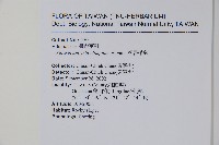 姬書帶蕨藏品圖，第2張