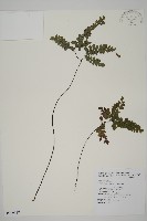 扇葉鐵線蕨藏品圖，第1張