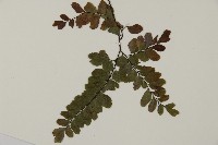 扇葉鐵線蕨藏品圖，第3張