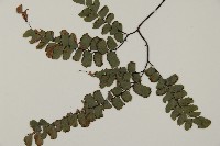 扇葉鐵線蕨藏品圖，第4張