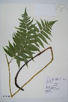 刺柄雙蓋蕨藏品圖，第1張