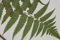 刺柄雙蓋蕨藏品圖，第3張