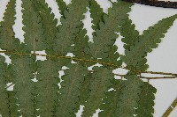 刺柄雙蓋蕨藏品圖，第4張