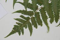 刺柄雙蓋蕨藏品圖，第5張