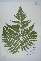 刺柄雙蓋蕨藏品圖，第6張