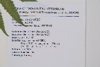 刺柄雙蓋蕨藏品圖，第7張