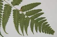 刺柄雙蓋蕨藏品圖，第8張