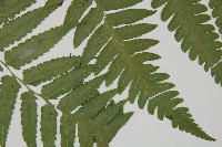 刺柄雙蓋蕨藏品圖，第9張