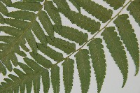 刺柄雙蓋蕨藏品圖，第10張