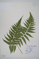 刺柄雙蓋蕨藏品圖，第11張