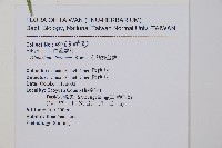 刺柄雙蓋蕨藏品圖，第12張