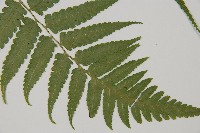 刺柄雙蓋蕨藏品圖，第13張