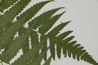 刺柄雙蓋蕨藏品圖，第14張