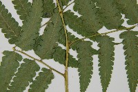 刺柄雙蓋蕨藏品圖，第15張