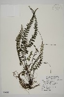 馬來鐵線蕨藏品圖，第1張