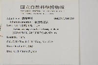 馬來鐵線蕨藏品圖，第2張