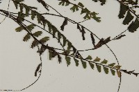 馬來鐵線蕨藏品圖，第3張