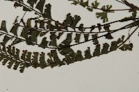 馬來鐵線蕨藏品圖，第4張