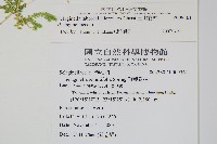 玉山卷柏藏品圖，第2張