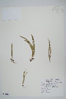 瓦葦藏品圖，第1張