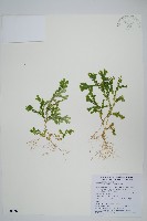 生根卷柏藏品圖，第1張