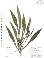 萊氏線蕨藏品圖，第1張