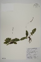 地耳蕨藏品圖，第1張