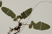 地耳蕨藏品圖，第3張