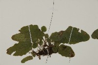 地耳蕨藏品圖，第4張