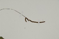 地耳蕨藏品圖，第5張