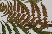 東洋蹄蓋蕨藏品圖，第3張