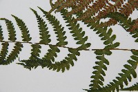 東洋蹄蓋蕨藏品圖，第4張