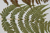 東洋蹄蓋蕨藏品圖，第5張