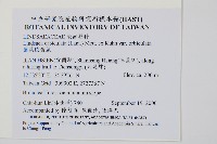 圓葉陵齒蕨藏品圖，第2張