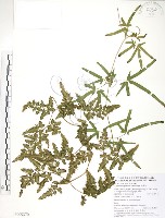 海金沙藏品圖，第1張