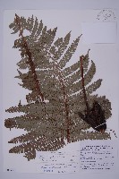 頂囊肋毛蕨藏品圖，第1張