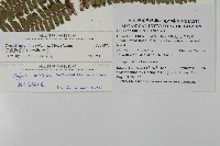 頂囊肋毛蕨藏品圖，第2張