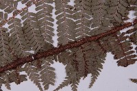 頂囊肋毛蕨藏品圖，第4張