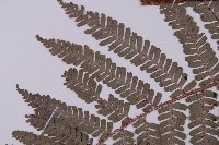 頂囊肋毛蕨藏品圖，第5張