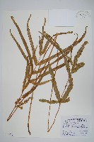 長葉鳳尾蕨藏品圖，第1張