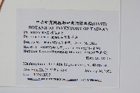 長葉鳳尾蕨藏品圖，第2張