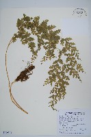 大膜蓋蕨藏品圖，第1張