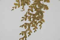 大膜蓋蕨藏品圖，第3張